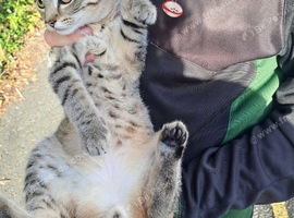 Beautiful mix cat