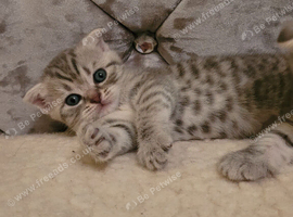 Kittens looking for forever family