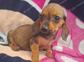 Miniature Dachshund X ShihTzu