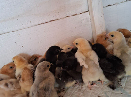 Pekin bantums off heat sexed
