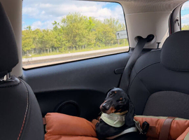 7 Months Old Mini Daschund