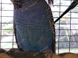 Proven violet Black Face split black wing hen and blue split BFBW hen