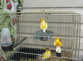 Canarys one pair and one cock bird buy it&rsquo;s self