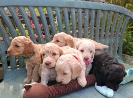 Beautiful Cockapoo Puppies For Sale