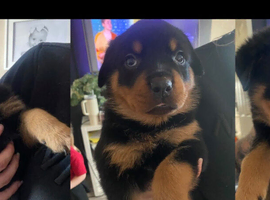 Rottweiler puppies for sale 3 girls