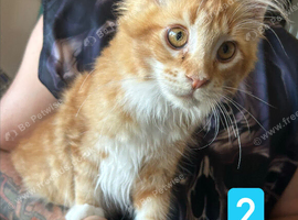 Ginger maine Coon Boy. Vaccine