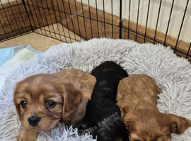 Beautiful Cavalier King Charles Spaniel Puppies