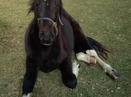 I have lovely gelding for sale