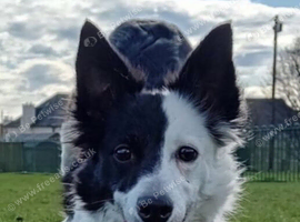 Border collie