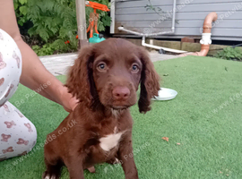 3 puppies for sale