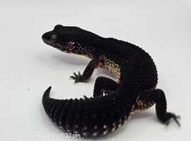 2024 black night leopard gecko female group