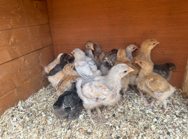 Mix of Orpington, Brahma and some bantams