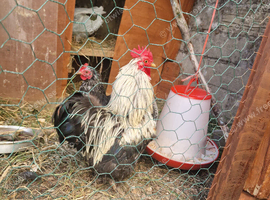 2 Rooster / Cockerel/Rooster