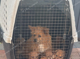 Norfolk terrier x Pomeranian