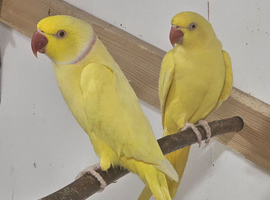 Experienced. proven bonded  lutino Ringecks pair