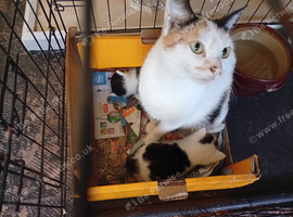 Mum and 2 kittens