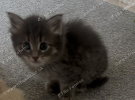 Kitten for sale