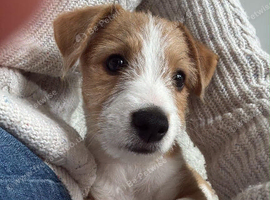 For sale Whippet xJack Russell
