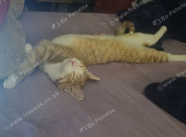 Ginger boy cat for re-homing