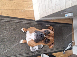 Female puppy boxer