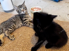 Two special kittens