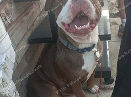 Home needed for beautiful staffie