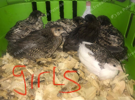 SEXED QUAILS/CHINESE PAINTED BUTTONS !