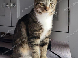Female cat