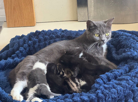 kittens