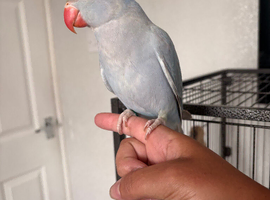Hand reared ringnecks