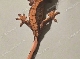 Juvenile Crested Geckos with full Lineage