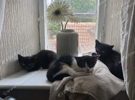 Rescue Kittens Looking for Forever Homes