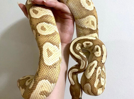 Female Banana Mojave Royal Python