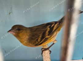 Black head siskin mules