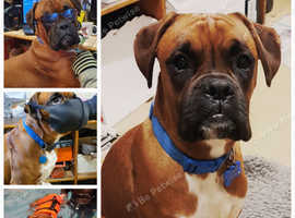 Boxer stud