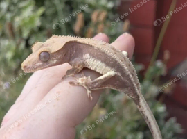 Lillywhite Baby Crested Gecko & Vivarium