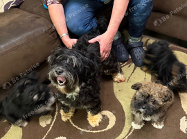 UDATE ONLY ONE BOY AVAILABLE Exquisite litter of Havanese Puppies