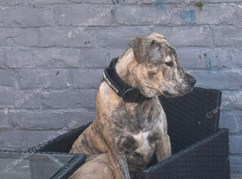 7 month staff lurcher