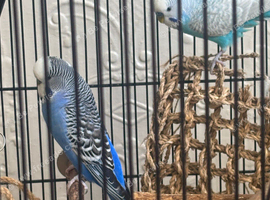 Beautiful Blue Budgies