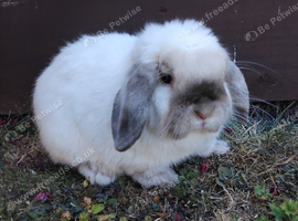 Purebred mini lop buck