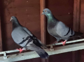 RACING PIGEONS
