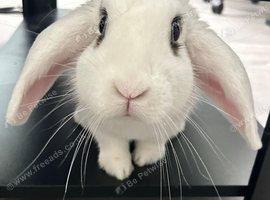 BUNNY FOR SALE