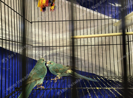 Pair blue kakarika