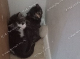 Mother cat n kittens