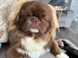 Male Pekingese
