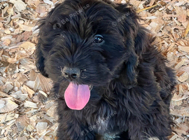 Beautiful  cockpoo boys ready to go! Fully vaccinated!
