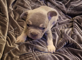 French bulldog puppies