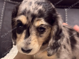 Miniature Dachshund Puppies