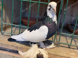Beautiful tumbler cock