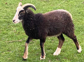 2026 Soay lambs